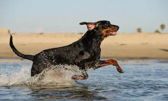 American Black and Tan Coonhound